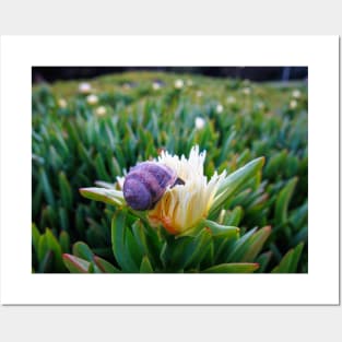 Snail Having Breakfast in Californian Yellow Flower Photo V1 Posters and Art